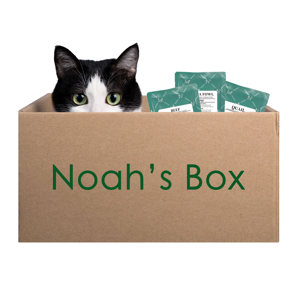 Noah's Box